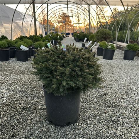 Birds Nest Spruce 3 Gal Lichtenfelts