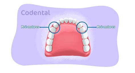 Pré molares saiba tudo sobre esses dentes