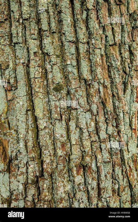 Eichen Rinde Fotos Und Bildmaterial In Hoher Aufl Sung Alamy