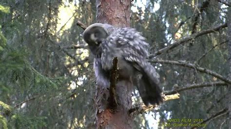 Lappuggla Great Grey Owl Strix Nebulosa Klipp Youtube