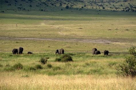 4 Days 3 Nights Lake Nakuru Masai Mara Mid Luxury Safari Package