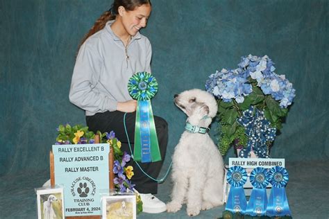 Top Bedlington Terrier Breitling Excels In AKC Rally