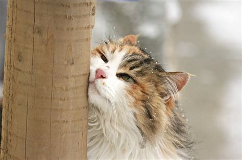 Qué significa cuando un gato se frota contra ti Cats