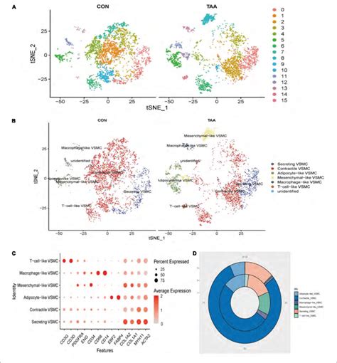 Reanalysis Of VSMC Subtypes T SNE Of Identified 16 Cell Clusters