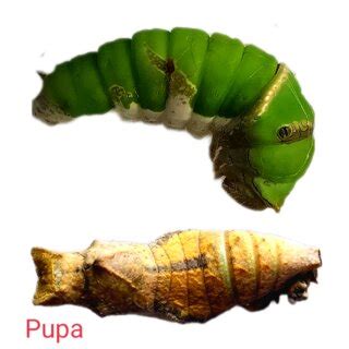 Life Cycle Bionomics Of Citrus Butterfly Papilio Demoleus