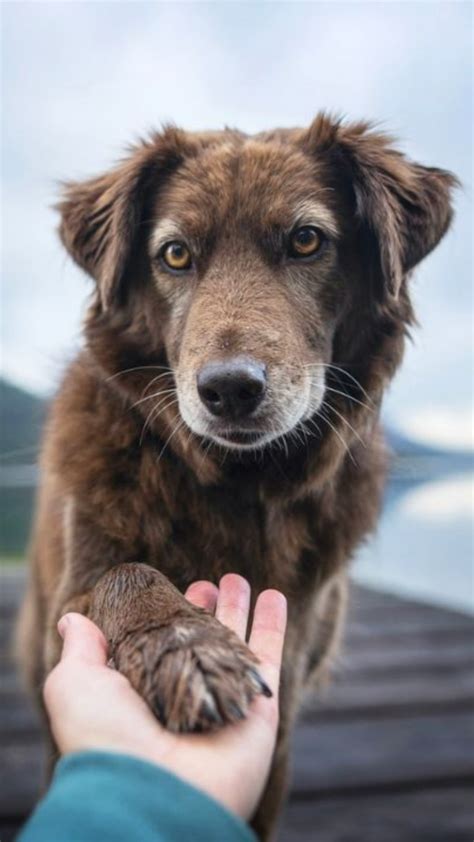 Top 10 Therapy Dogs For Anxiety