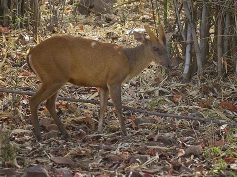 Red Muntjac (Indian Muntjac) | Save Flora And Fauna