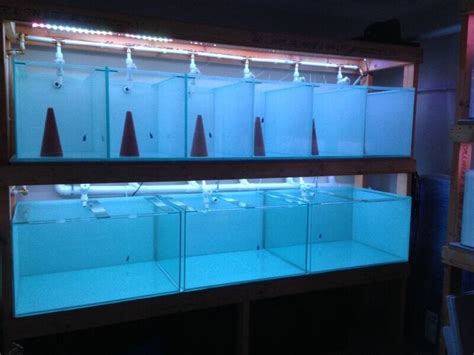 Discus breeding setup fish tank setup and equipment | in Kilsyth, Glasgow | Gumtree