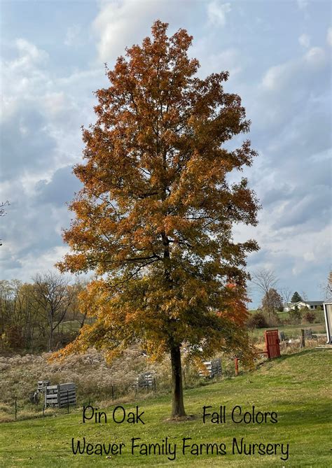 Pin Oak Tree Colors In Autumn – Weaver Family Farms Nursery