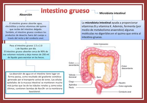 Que Es El Intestino Grueso