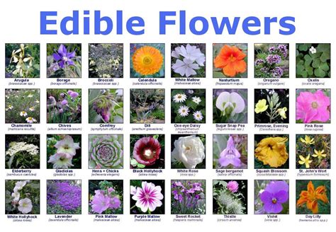 Edible Flowers! - The Earth Education Company