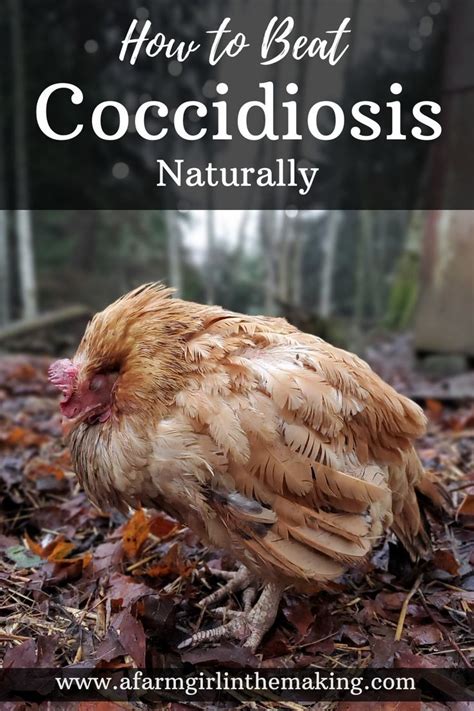 How To Beat Coccidiosis Chickens Backyard Backyard Poultry Keeping