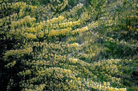 Acacia Linifolia White Wattle AN Abceeds