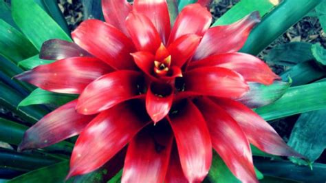 Mengenal Cara Budidaya Tanaman Bromelia