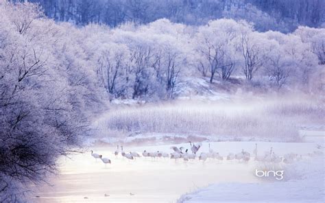 No People Tree P Plant Cold Temperature Nature Non Urban