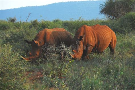 Africa Close Up Of Two Rare Wild Rhinos In The Bush Covered In Red