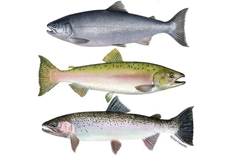 Pacific Salmon and Steelhead | NOAA Fisheries