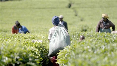 True Cost Of Our Tea Sexual Abuse On Kenyan Tea Farms Revealed Bbc News