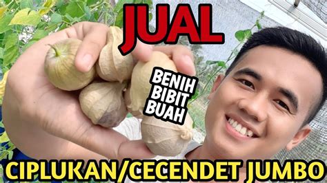 Jual Benih Bibit Dan Buah Ciplukan Cecendet Jumbo Terbesar Didunia