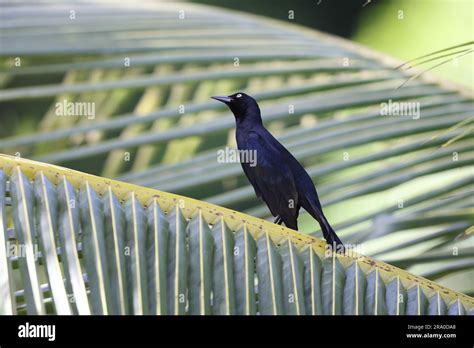 Greater Antillean Grackle Quiscalus Niger In Jamaica Stock Photo Alamy