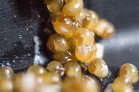 Freshwater Snail Eggs: What to do? • (ID Help & Steps)