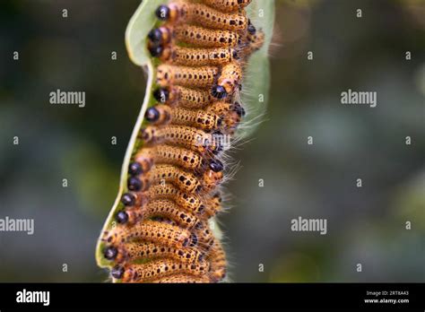 Processionary Moth Hi Res Stock Photography And Images Alamy