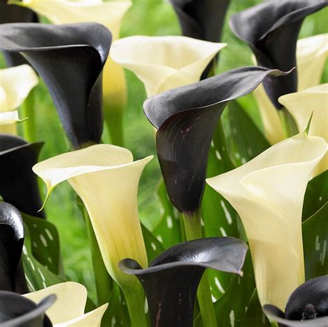 Black And White Calla Lily Bulbs For Sale Calla Tuxedo Collection