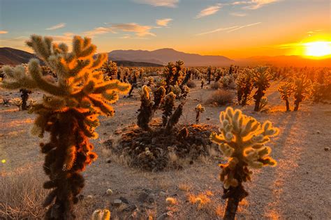 Cholla Cactus Garden in Joshua Tree: Ultimate Guide | Alexys Abroad