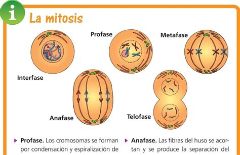 Etapas De La Mitosis Anafase The Best Porn Website