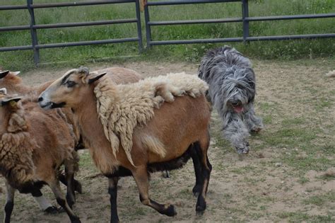 Bergamasco Sheepdog Breed Info