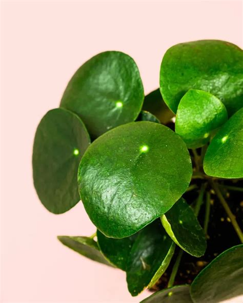 Cuidados Pilea Gu A Practica Pur Plant