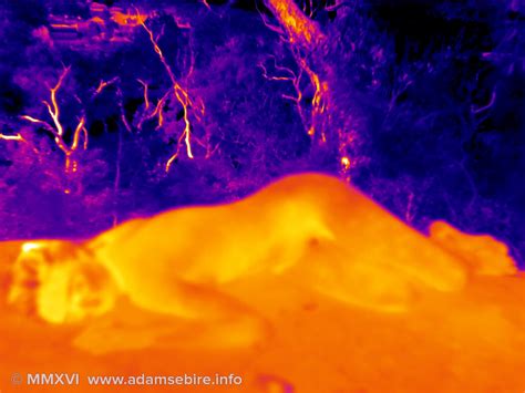 Thermographic Thermal Imaging Art Adam S Bire