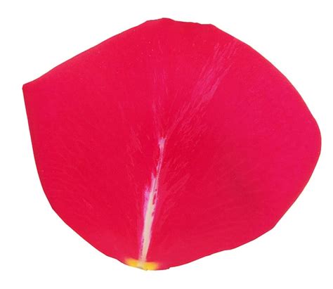 Flower Petal Clipart Images - Free Download on Freepik 