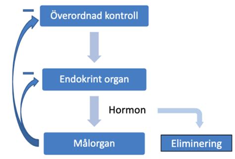 Block 4 Endokrina Systemens Anatomi Och Fysiologi L1 Flashcards Quizlet