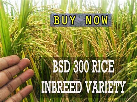 Jonaflormicfren Bsd Rice High Yielding Variety For Sale Supply Is