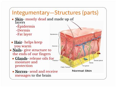 30 best images about ANATOMY, Integumentary System on Pinterest ...