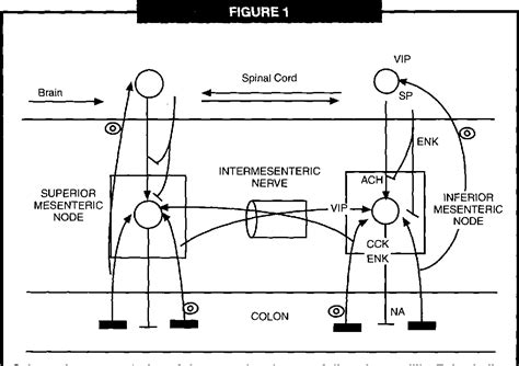 [PDF] Trimebutine: Mechanism of Action, Effects on Gastrointestinal ...