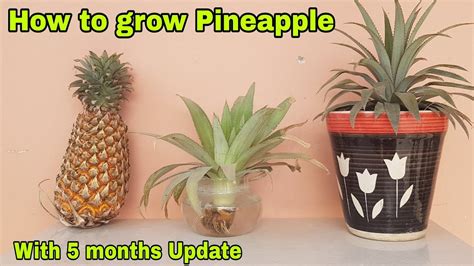 Hoe To Grow Pineapples At Home How To Plant Pineapple At Home YouTube