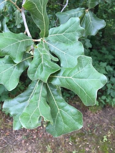 Blackjack Oak Trees Of Southern Quebec And Ontario Including Adjacent