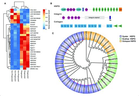 The Expression And Bioinformatics Analysis Of Hspgs A The Heatmap