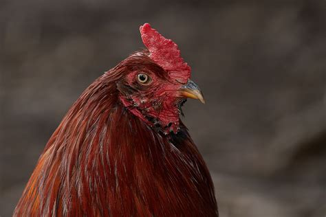 A Wild Chicken? – Mark Schaefer Photography