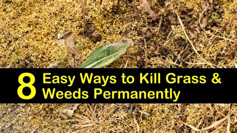 How Do I Kill Grass And Weeds In My Garden Garden Likes