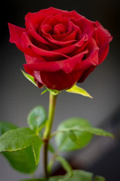 Rosa Roja En Flor Durante El D A Fondo De Pantalla De Tel Fono Hd Peakpx