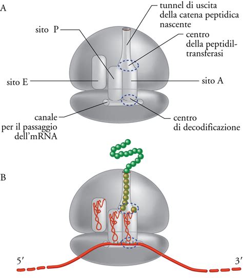 Proteine Sintesi Delle Proteine E Ribosomi In Enciclopedia Della