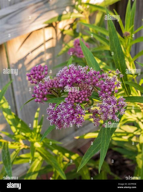 Milkweed Asclepias Cinderella In Bloom Often Called Swamp Milkweed