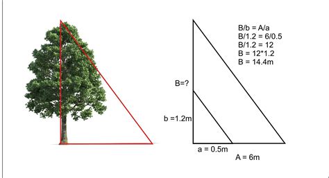 Cual Es La Altura De Un Arbol Que Proyecta Una Sombra De 6 Metros Si