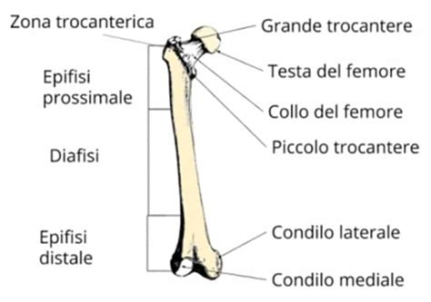 Le Fratture Del Femore Negli Anziani Cura E Prevenzione Magalini Medica