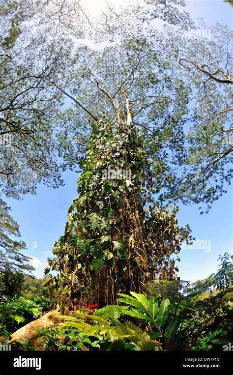 Tropical Tree In The Akaka Falls State Park Big Island Hawaii Usa