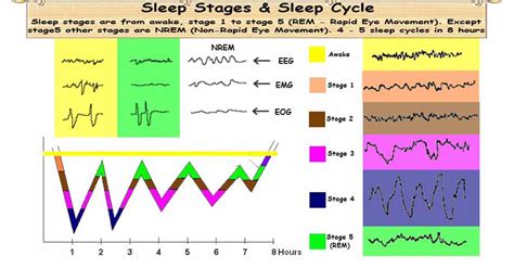 Sleep Stages & Sleep Cycles | Sleeping Patterns