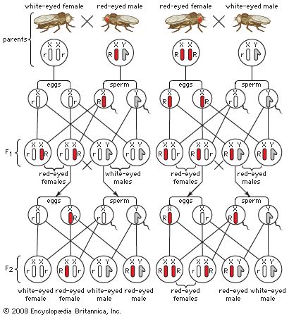 Heredity Mendelian Genetics Genes Traits Britannica